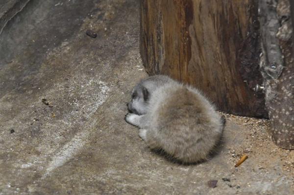 cute newborn meerkat japan 53 5d5a9d941d331 700