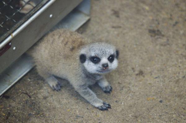 cute newborn meerkat japan 65 5d5a9da9047b5 700