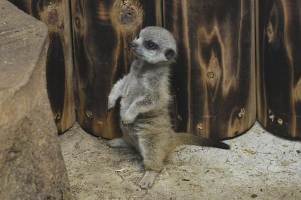 cute newborn meerkat japan 74 5d5a9db88836c 700