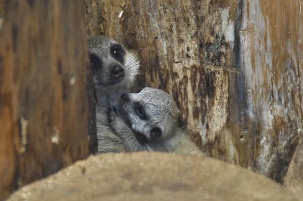 cute newborn meerkat japan 82 5d5a9dc610a6d 700
