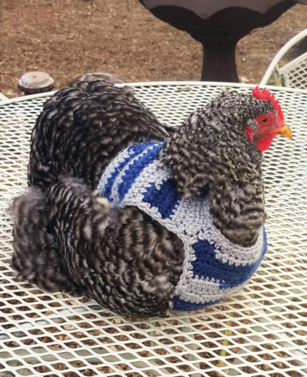 chicken fashion sweaters10