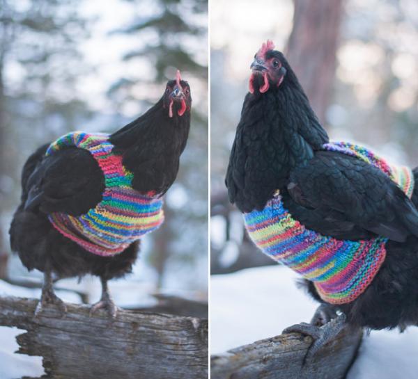 chicken fashion sweaters12