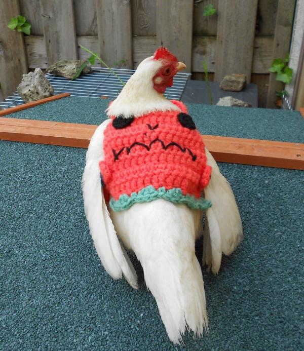 chicken fashion sweaters14