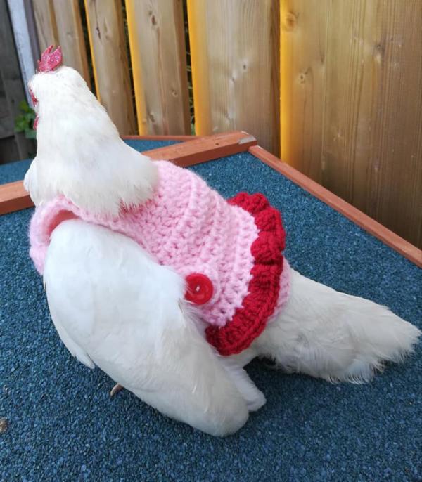 chicken fashion sweaters15