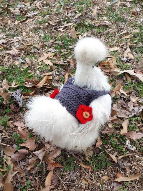 chicken fashion sweaters3a