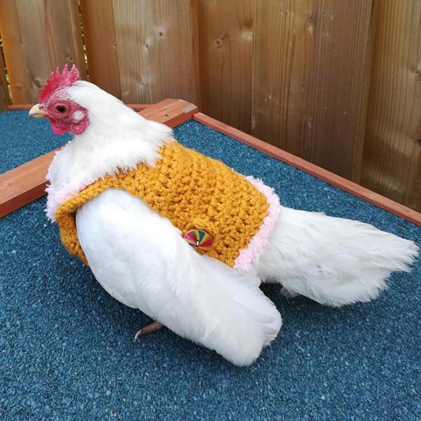 chicken fashion sweaters5