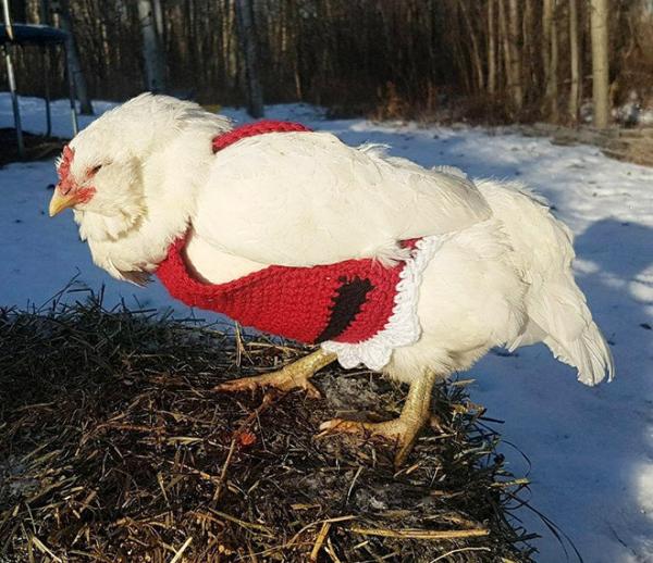 chicken fashion sweaters7a