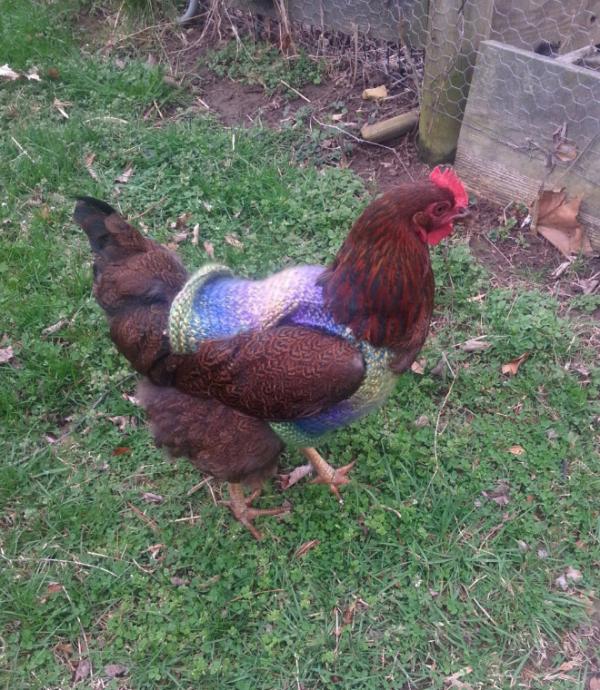 chicken fashion sweaters8
