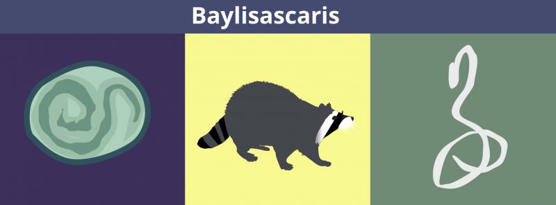 baylisascariosis