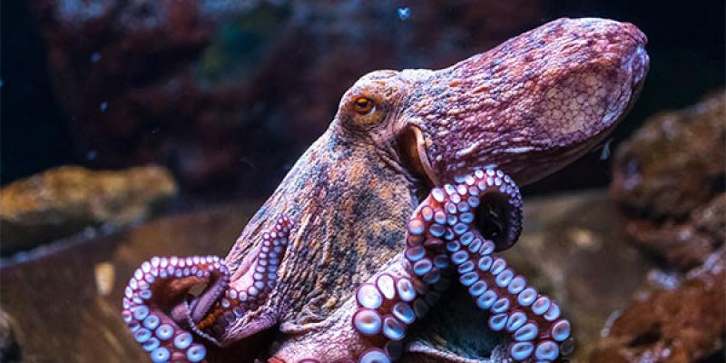 invertebrate octopus 600x300